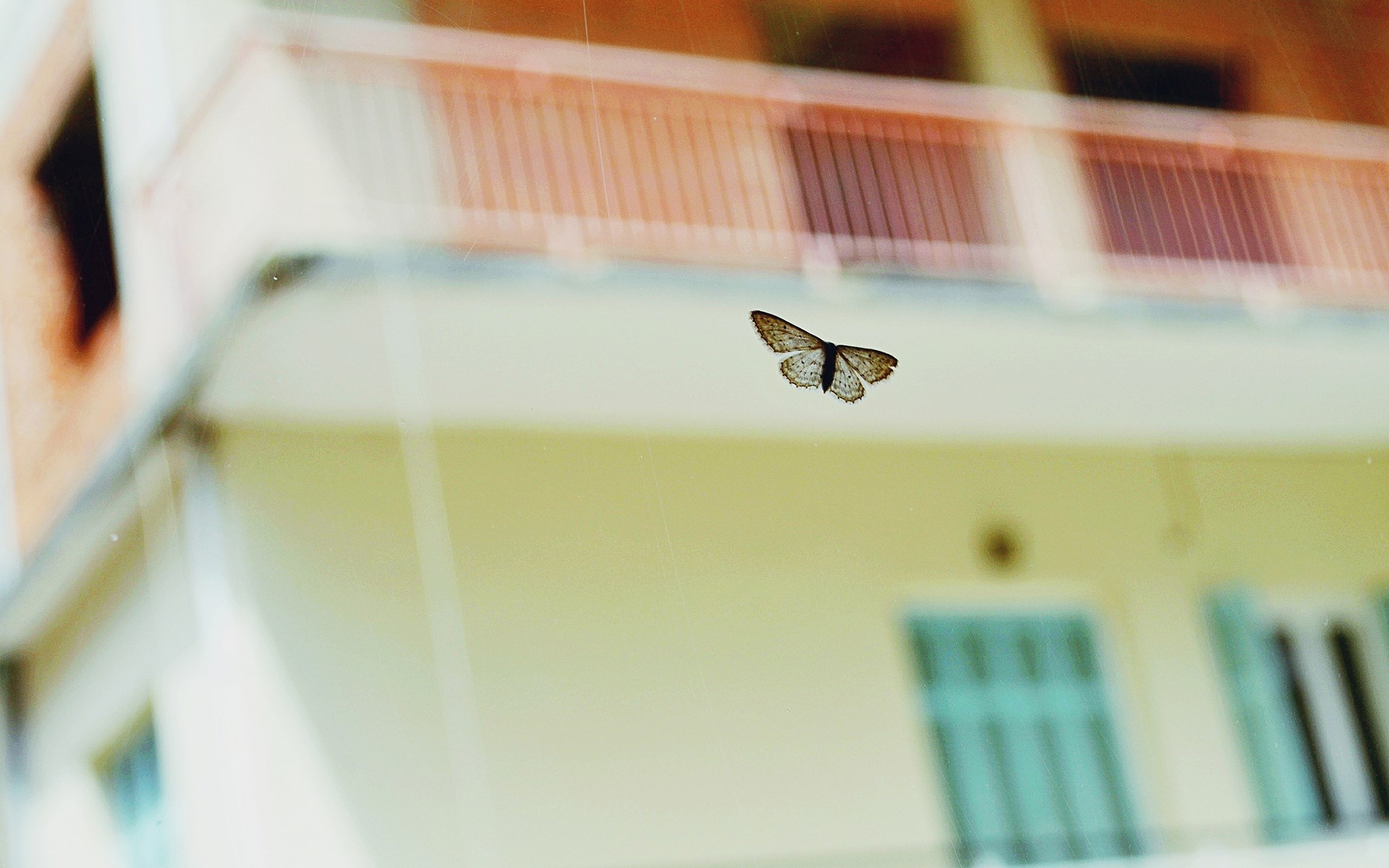 Бабочки влетают в дом. Бабочки на окна. Бабочка за окном. Насекомые на окне. Фон бабочки размытый.