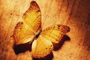 butterfly insect wallpaper