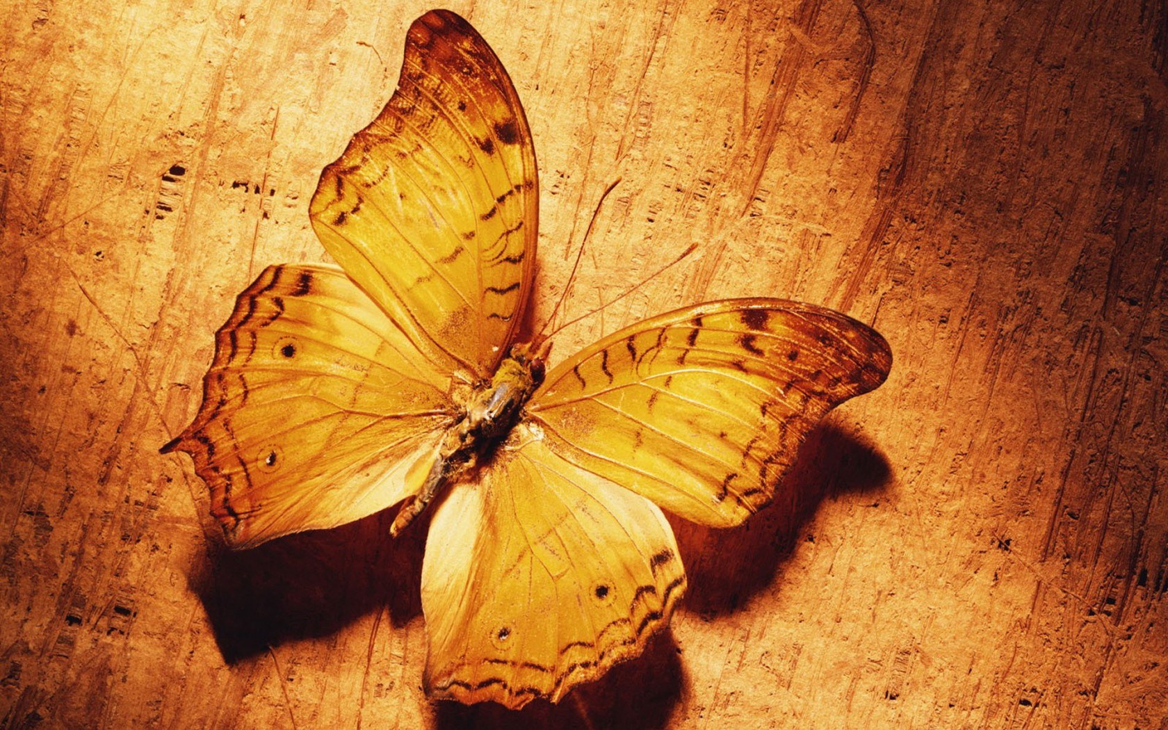 butterfly insect wallpaper.