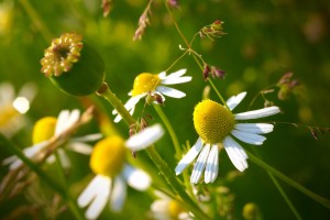 camomile flowers cool