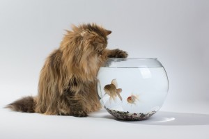 cat fish tank funny