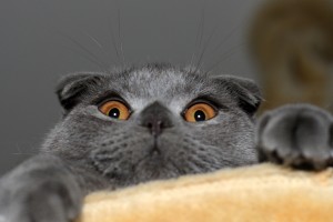 cat funny eyes