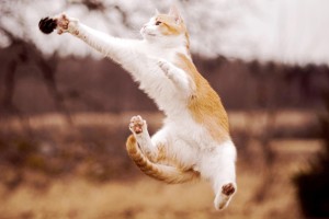 cat funny jump