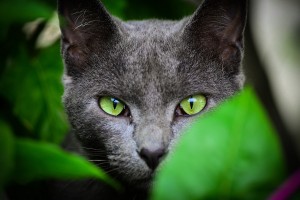 cat green eyes