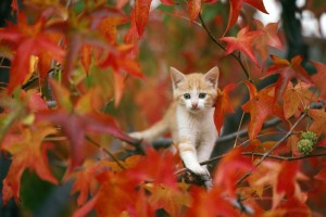 cat sitting on tree