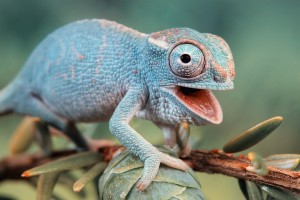 chameleon angry