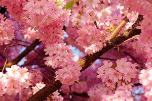 cherru blossoms cool nature