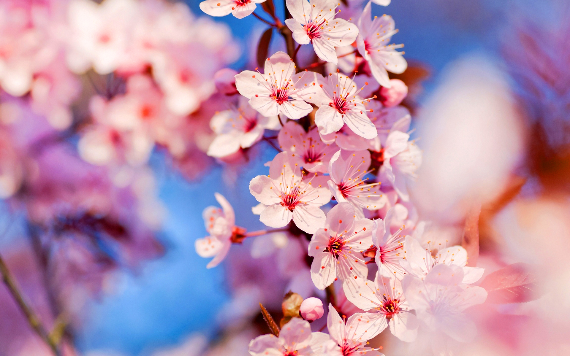cherry blossoms hd