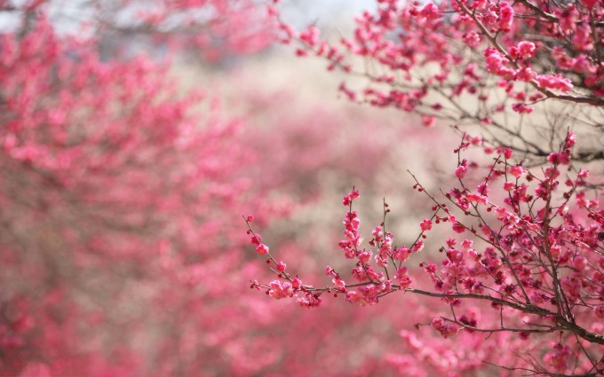 cherry blossoms pink image