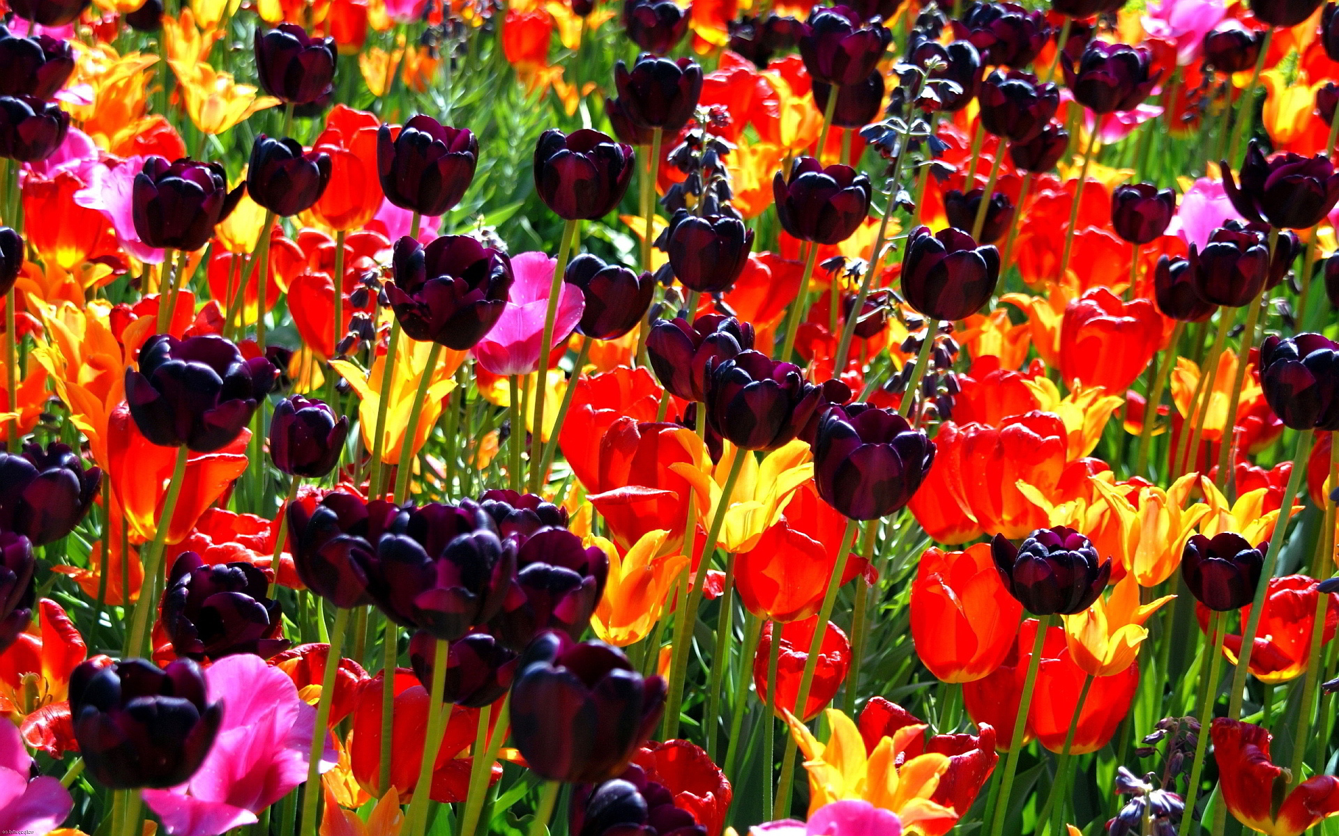 colorful flower field - HD Desktop Wallpapers | 4k HD