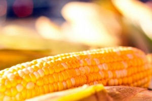 corn photos