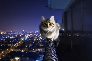 courageous cat cool