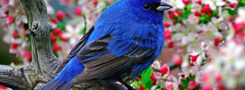cute blue bird - HD Desktop Wallpapers | 4k HD