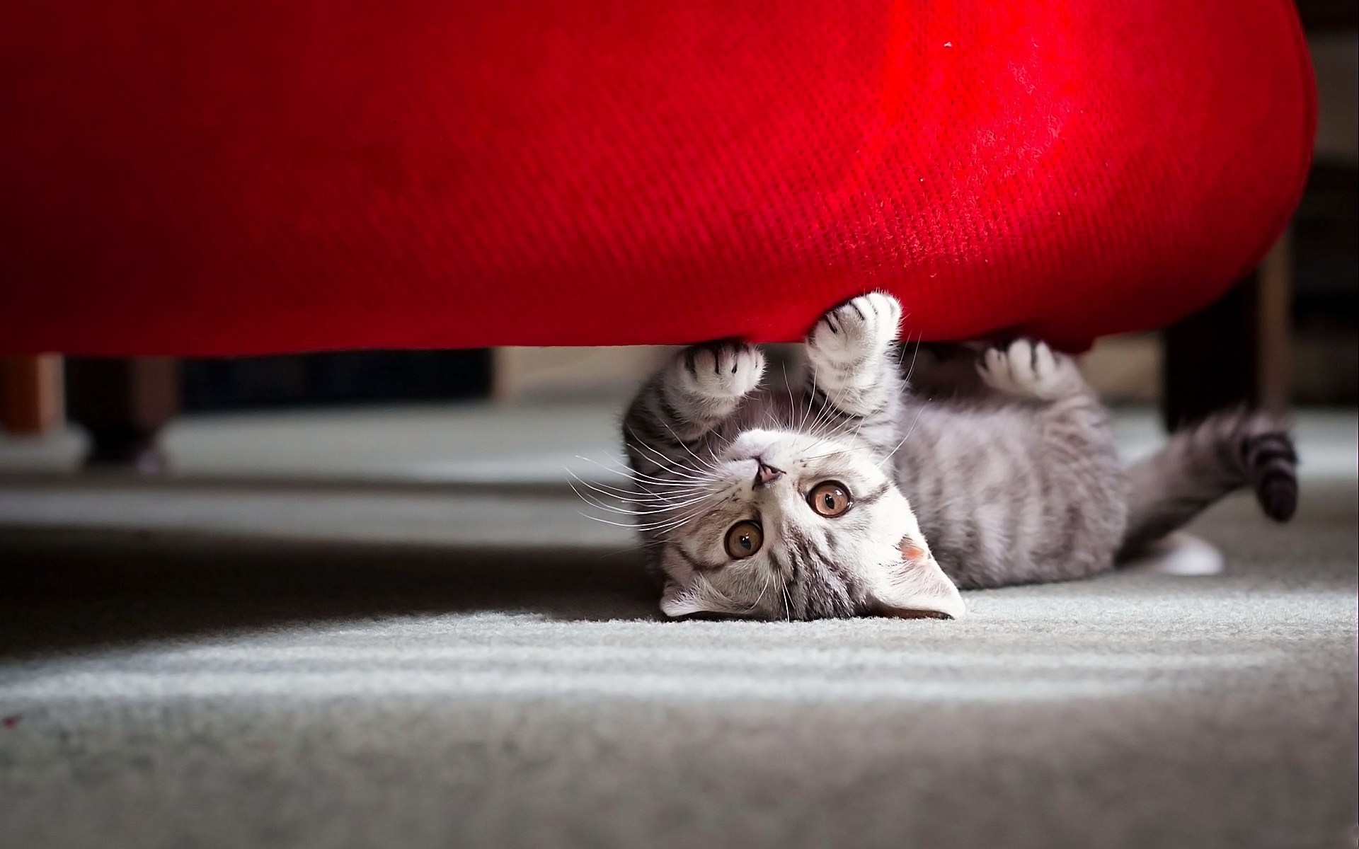 cute kitten playing wallpaper
