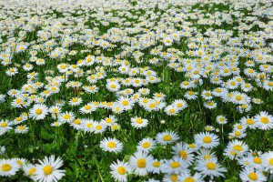 daisies margherite