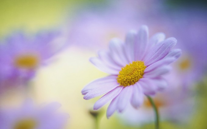 daisy petals beautiful - HD Desktop Wallpapers | 4k HD