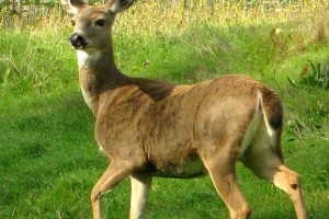 deer background download