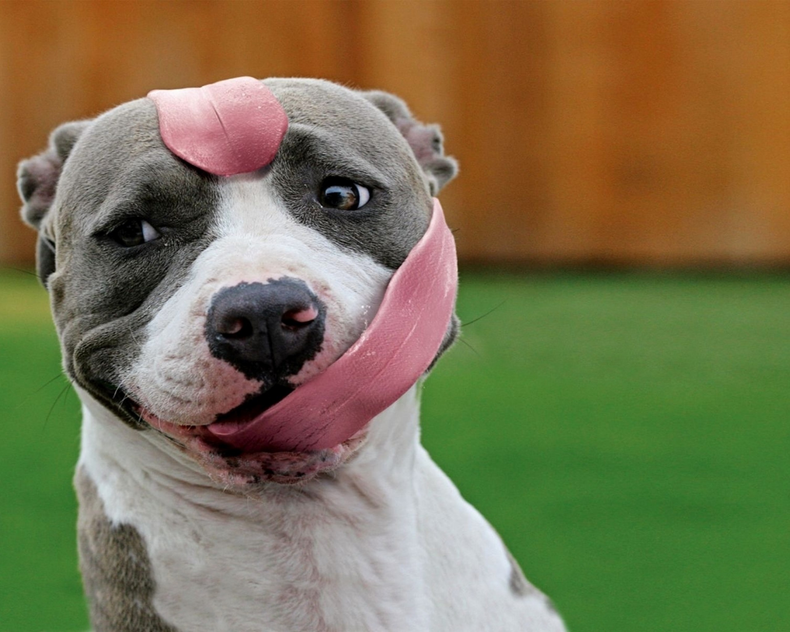Свесив набок длинный розовый язык. Питбуль Халк. Смешные собаки. Морда собаки. Самые смешные собаки.