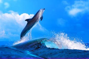 dolphin cool wallpaper