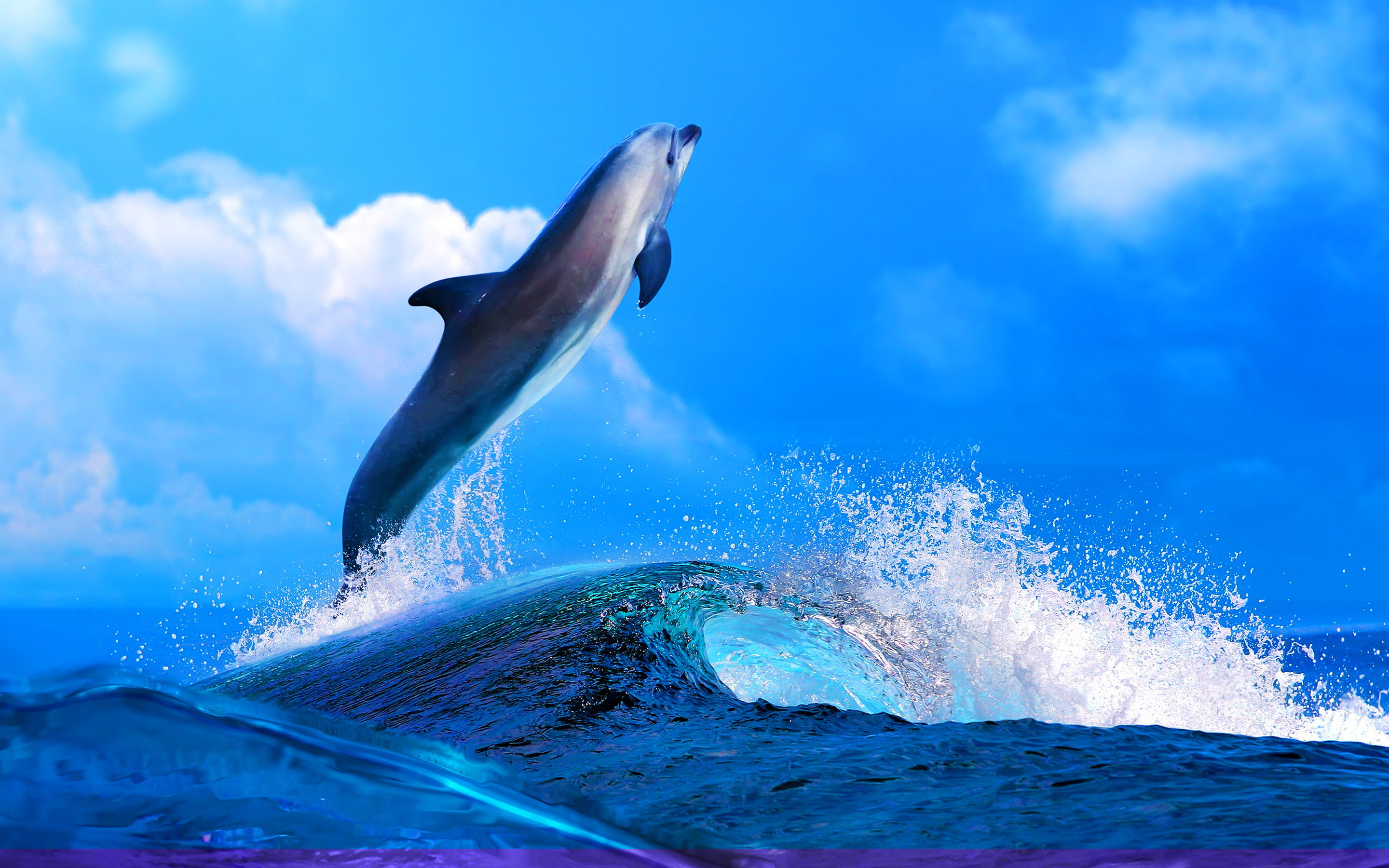 dolphin cool wallpaper