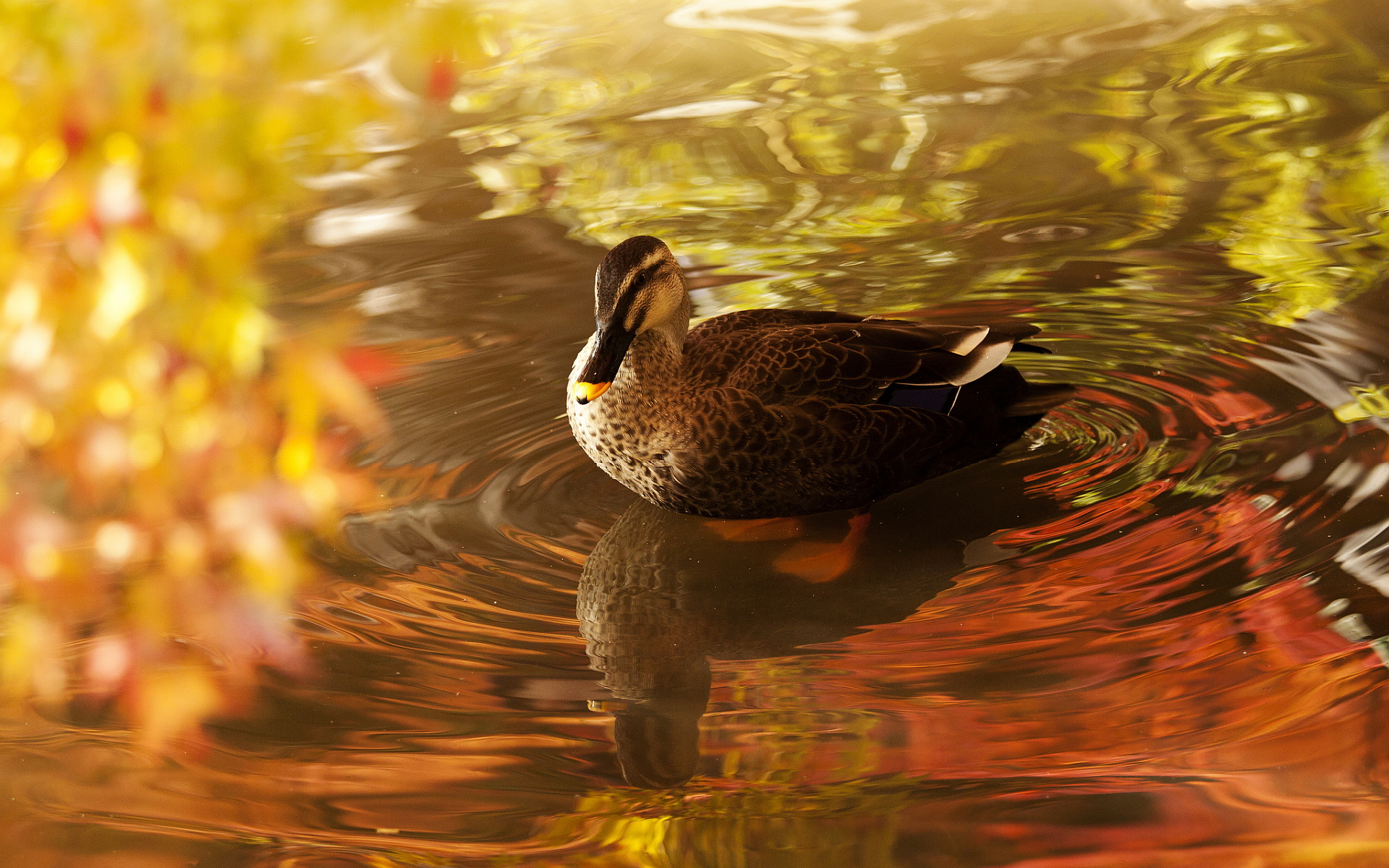 duck cute wallpaper - HD Desktop Wallpapers | 4k HD