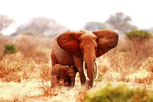 elephant baby images