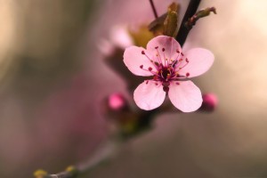 flowering cherry blossom