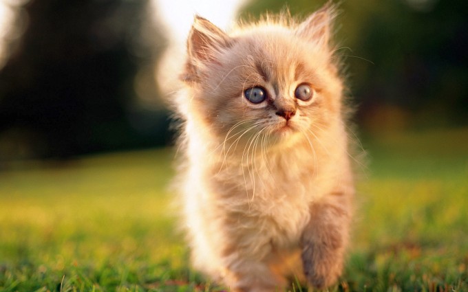 fluffy kitty cute 7004724 cute little