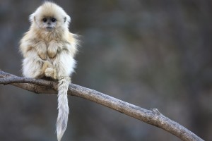 fluffy monkey cute images