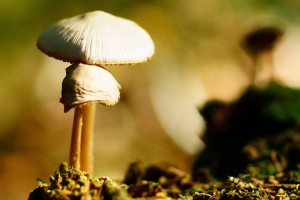 forest mushroom nature