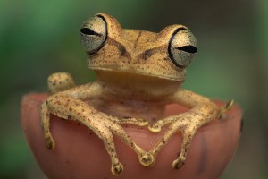 frog cute desktop background