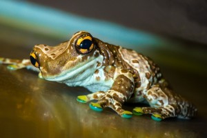frog images download