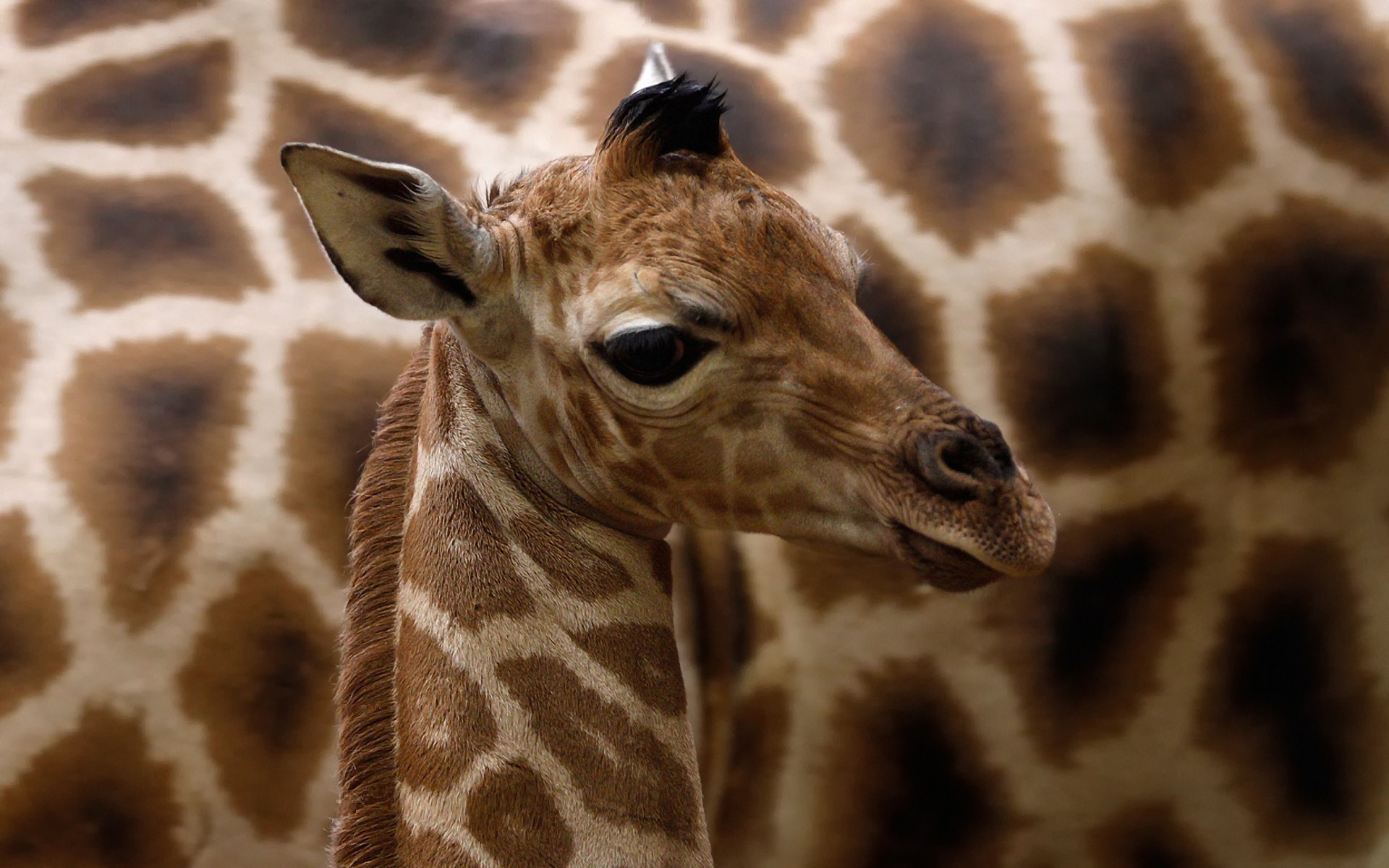 giraffe baby images