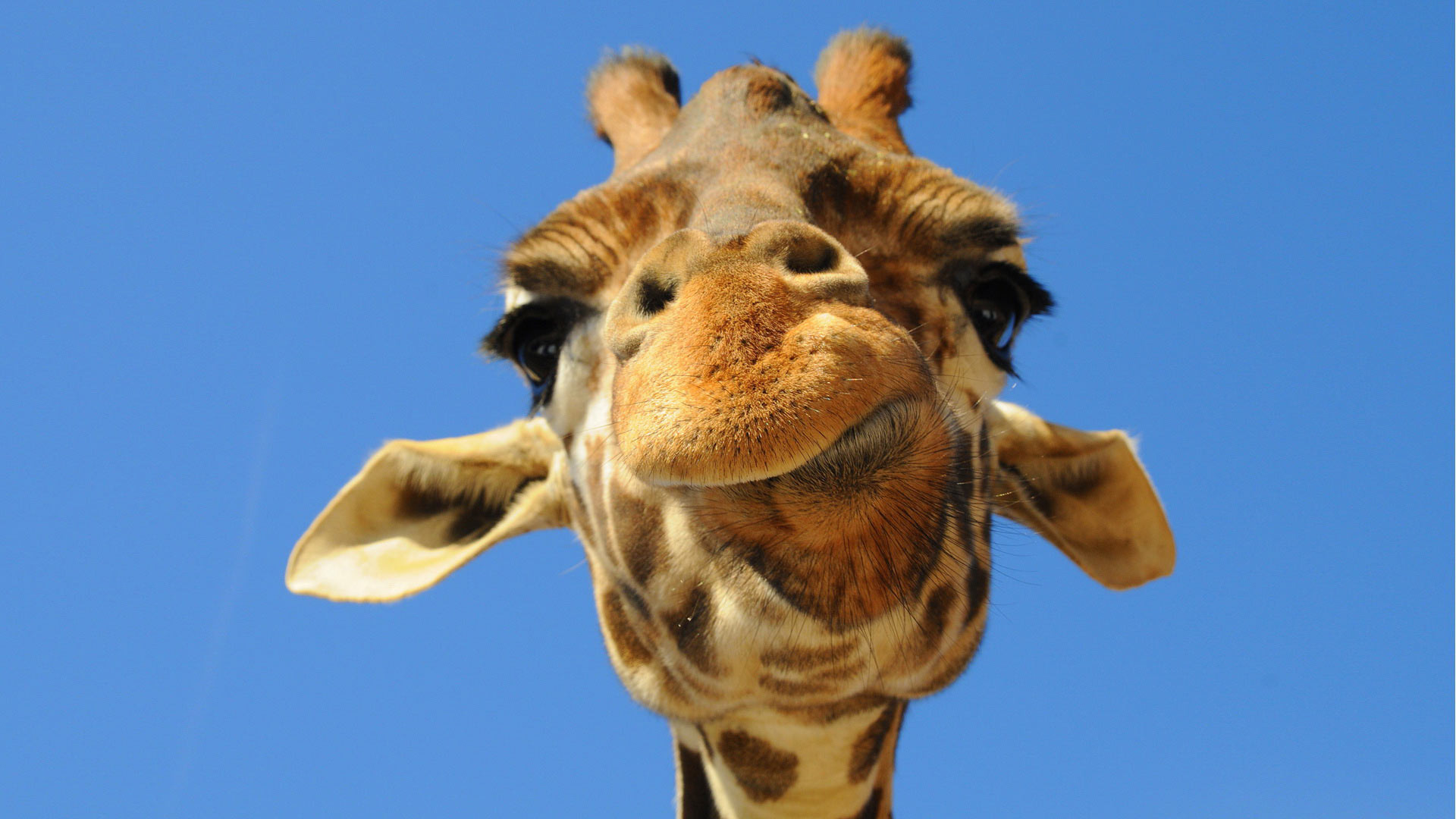 giraffe funny