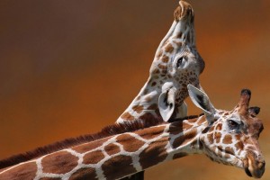 giraffes love romantic