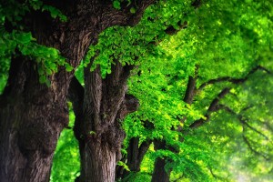 green trees