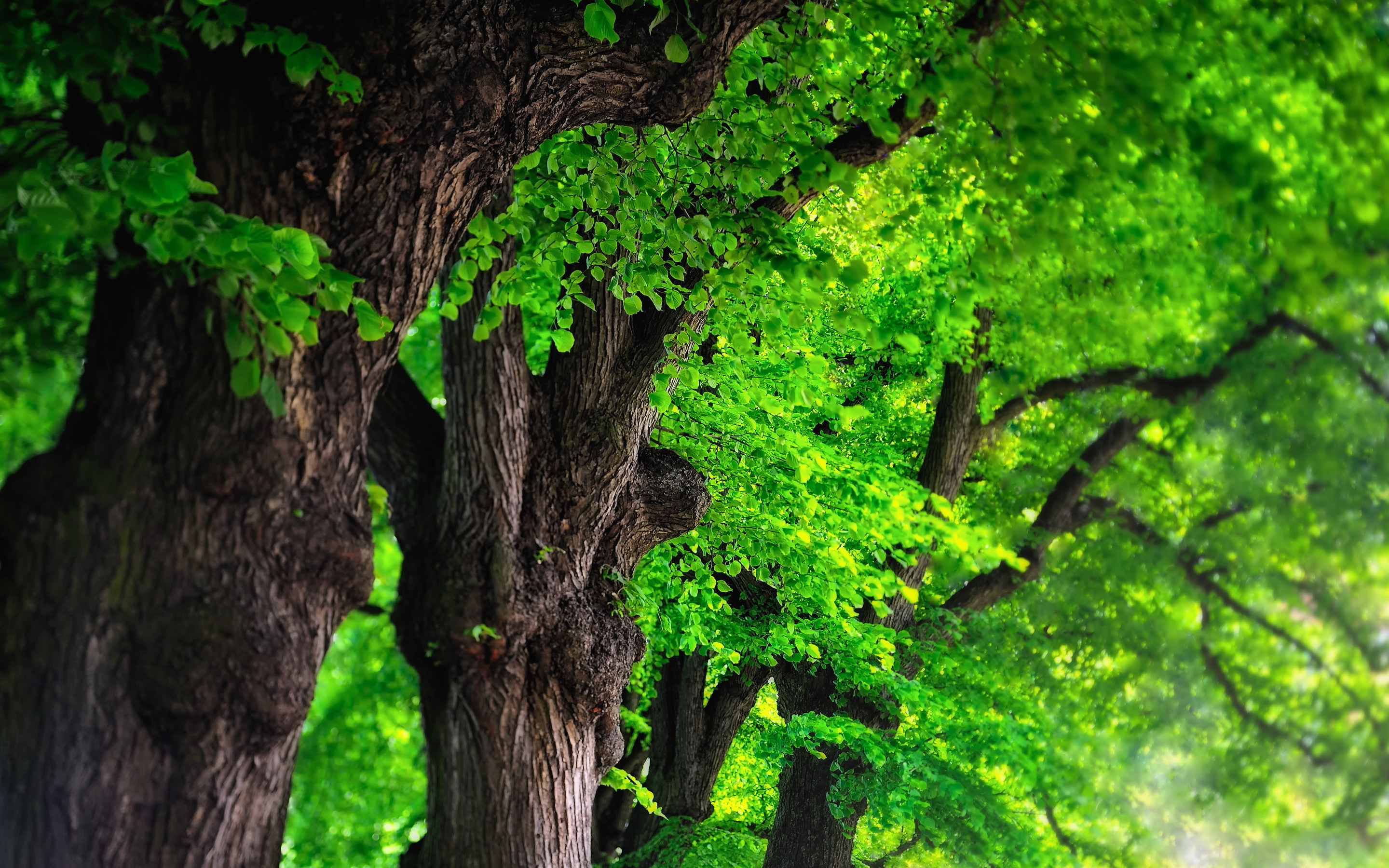 green trees - HD Desktop Wallpapers | 4k HD