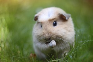 guinea pig rodent