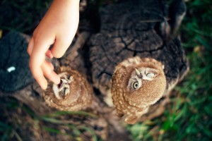 hawk owl babies