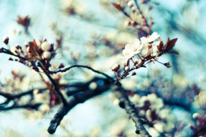 hd spring wallpapers
