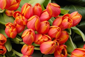 hd tulips