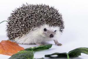 hedgehog background