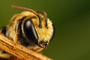 honey bee hd wallpaper