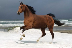 horse beach