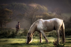 horse images nature