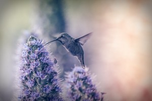 hummingbird background downloads