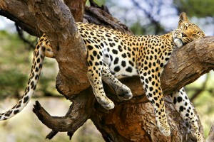 jaguar sleeping cute
