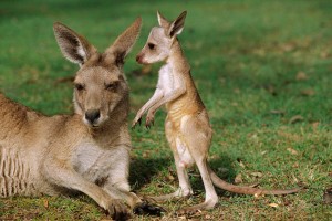 kangaroo baby sweet