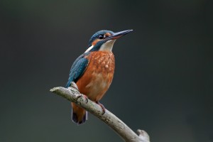 kingfisher hd