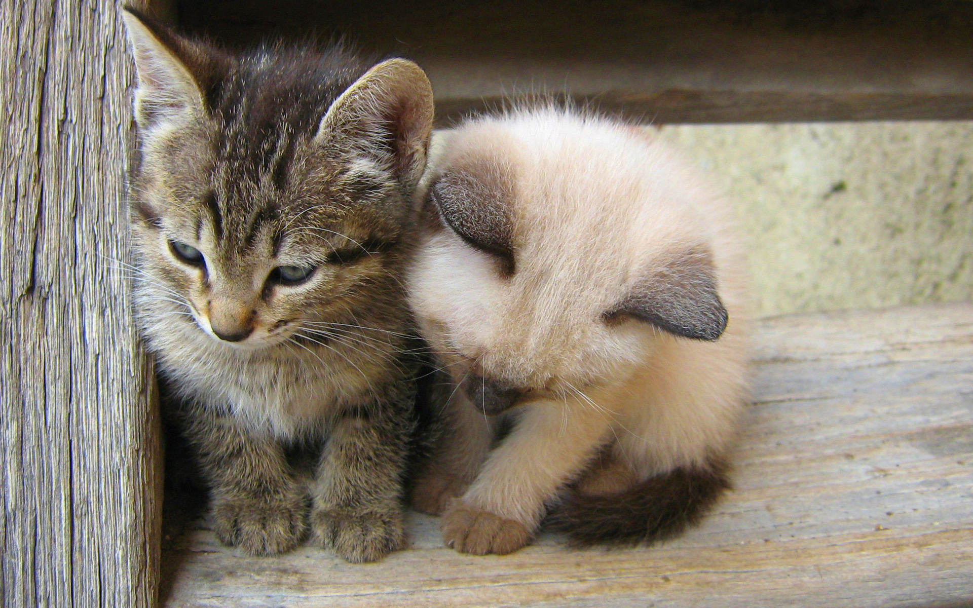 kittens cute images - HD Desktop Wallpapers | 4k HD